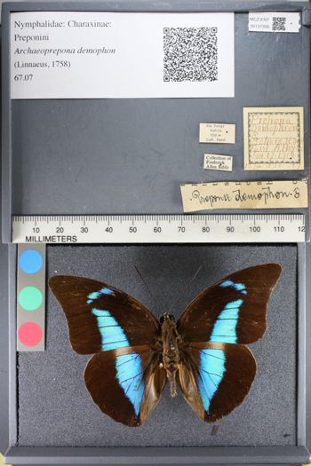 Media type: image;   Entomology 137358